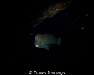 Early on the liberty wreck .. parrot fish are sleeping by Tracey Jennings 